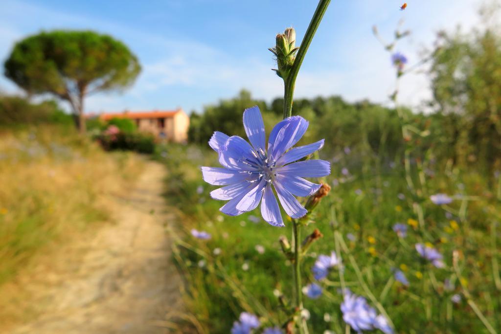Casa Vacanze Valdicciola Suvereto Esterno foto